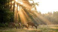 Deer herd grazing in misty forest clearing at sunrise with golden sunlight filtering through tall trees and morning fog.