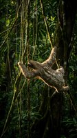 Sloth hanging from jungle vines in tropical rainforest canopy with dappled sunlight filtering through dense green foliage creating natural wildlife habitat scene.