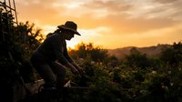 Farmer in wide-brimmed hat harvesting crops at golden sunset in rural agricultural field with mountains in background, suitable for farming and agriculture concepts.