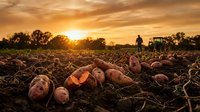Freshly harvested sweet potatoes on rich soil at golden sunset, with a farmer and tractor in the background on a rural farm field.