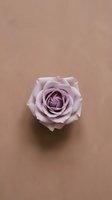 Single dusty rose flower bloom on neutral beige background for romantic wedding invitations, greeting cards, and feminine branding projects.