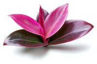 Vibrant pink and burgundy leaves of Cordyline fruticosa plant arranged in star pattern against white background, isolated botanical macro photography.