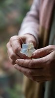 Elderly hands gently holding delicate white flower petals in cupped palms with soft natural background blur for mindfulness and care concepts.
