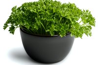 Fresh curly parsley growing in modern black ceramic pot isolated on white background. Culinary herbs and home gardening concept.