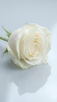 Single white rose with water droplets on petals lying on reflective surface for romantic occasions and floral arrangements.