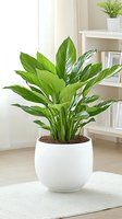 Peace lily plant with large green leaves in modern white ceramic pot, styled in bright minimalist interior with bookshelf background. Natural home decor setting.
