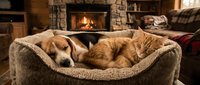 Cozy beagle and orange tabby cat sleeping together in soft pet bed by warm fireplace in rustic living room. Perfect for pet care and home comfort concepts.
