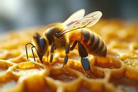 Macro shot of honey bee collecting nectar on golden honeycomb cells. Detailed view shows distinctive black and yellow stripes, translucent wings, and pollen baskets on legs.