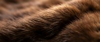 Close-up macro view of brown animal fur texture showing natural hair fibers and follicles for wildlife photography and nature backgrounds.
