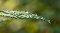 Fresh morning dew drops on green leaf edge with soft bokeh background for nature and wellness concepts.