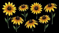 Black-eyed Susan flowers set isolated on transparent background, ready for t-shirt design, stickers, clipart, sublimation, and print on demand projects.