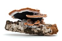 Wild mushrooms growing on decaying birch log, showing black and orange bracket fungi with layered caps against white background.
