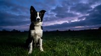 Black and white dog standing in grassy field at dusk with dramatic purple and blue cloudy sky overhead. Suitable for pet, animal, and nature content.