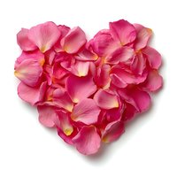 Pink rose petals arranged in heart shape on white background for romantic wedding Valentine's Day decoration and love concept design.
