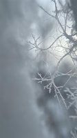 Delicate frost-covered bare tree branches in soft winter light creating ethereal seasonal atmosphere for nature photography and cold weather concepts.