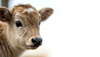 Young brown calf head portrait isolated on white background for farm animal design projects and agricultural marketing materials.