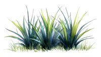 Vibrant blue-green grass clumps with yellow-green tips isolated on white background, perfect for landscape design elements.