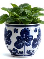 Peperomia houseplant in decorative blue and white ceramic pot with floral pattern. Fresh green leaves growing in traditional porcelain planter on white background.