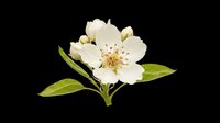 Delicate white flower with golden stamens and green leaves, isolated on transparent background. Ready for t-shirt designs, clipart, stickers, sublimation, and print-on-demand projects.