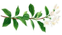 Botanical branch with white jasmine flowers and green leaves on isolated background, floral design element for natural cosmetics packaging and decor.