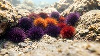 Colorful sea urchins with spiny shells clustered on rocky coastal formation. Marine life ecosystem displaying natural purple and orange hues in tidal zone habitat.