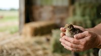 Young chick held in farmer's hands on rural farm, poultry care and livestock management concept for agricultural and farming industry use.