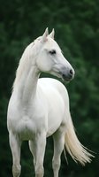 Elegant white horse portrait in profile against blurred green foliage background showcasing graceful Arabian breed features and flowing mane for equestrian content.