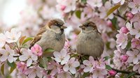 Two small brown sparrows perched on blooming pink cherry blossom branches in spring garden setting with soft bokeh background for nature photography.