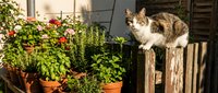 Tabby and white cat standing on wooden fence post near potted flowering plants and herbs in sunny garden setting.