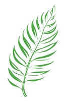 Green tropical palm leaf on white isolated background, minimalist botanical illustration for nature-inspired designs, patterns and decorative projects.