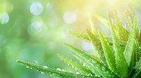 Fresh aloe vera plant with water drops on green leaves against blurred natural bokeh background, morning dew creates sparkling effect in sunlight.