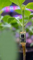 Green plant stem with integrated microchip and circuit board components, symbolizing biotechnology, genetic engineering, and sustainable innovation in agriculture and digital growth.