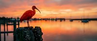 Red wading bird perched on wooden post at sunset marina with boats and orange sky reflected in calm water creating peaceful waterfront scene.