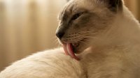 Cream-colored cat licking its shoulder with pink tongue extended, grooming fur in warm indoor lighting with soft blurred background.