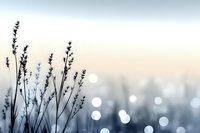 Silhouettes of delicate grass stems against blurred bokeh background in cool blue tones create dreamy winter morning atmosphere with soft glowing lights.