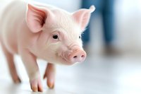 Young pink piglet standing on white surface with curious expression, close-up portrait showing detailed features against soft blurred background.