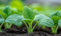 Young green soybean seedling growing in fertile soil with detailed leaf texture and veins visible against blurred background, agriculture concept.