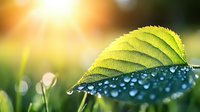 Fresh green leaf with morning dew drops in sunlight, macro nature photography showing water droplets on foliage surface against blurred bokeh background.