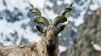 Mountain ibex with curved horns standing in snowy alpine landscape during winter season for wildlife and nature photography projects.