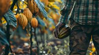Farmer harvesting fresh ripe cacao pods from tree on plantation. Close up of hands holding organic cocoa fruit during autumn harvest season.