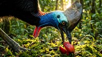 Colorful cassowary bird with vibrant blue and black plumage feeding on red fruit in lush tropical rainforest floor covered with green moss and vegetation.