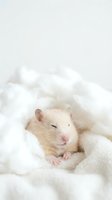 Adorable baby hamster sleeping peacefully on soft white fluffy blanket. Cute small pet rodent resting comfortably in cozy bedding for animal care concepts.