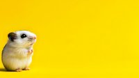 Adorable white hamster sitting on bright yellow background, looking up with curious expression. Isolated pet portrait for design and advertising projects.