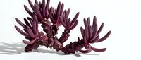 Burgundy purple coral-like sculptural form with elongated pointed branches isolated on white background, suitable for design projects and creative compositions.
