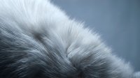 Luxurious white and gray fur texture with soft fluffy fibers creating natural patterns. Close-up macro photography showing detailed animal coat surface.