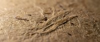 Close-up macro view of brown flour powder with fine texture and natural grain particles scattered on surface for baking and cooking applications.
