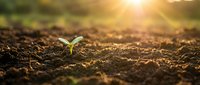 Young green seedling emerging from rich brown soil with warm golden sunlight creating natural growth and agriculture concept for farming projects.