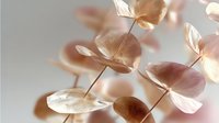Delicate dried eucalyptus leaves in soft beige and pink tones casting gentle shadows on light background, creating minimalist natural composition with botanical elements.