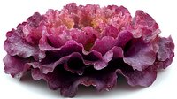 Fresh purple cabbage leaf with ruffled edges and layered texture isolated on white background, showing natural organic vegetable detail and vibrant color gradients.