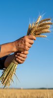 Farmer holding bundle of golden wheat stalks against clear blue sky in harvested field, representing agriculture, grain production, and successful crop yield.